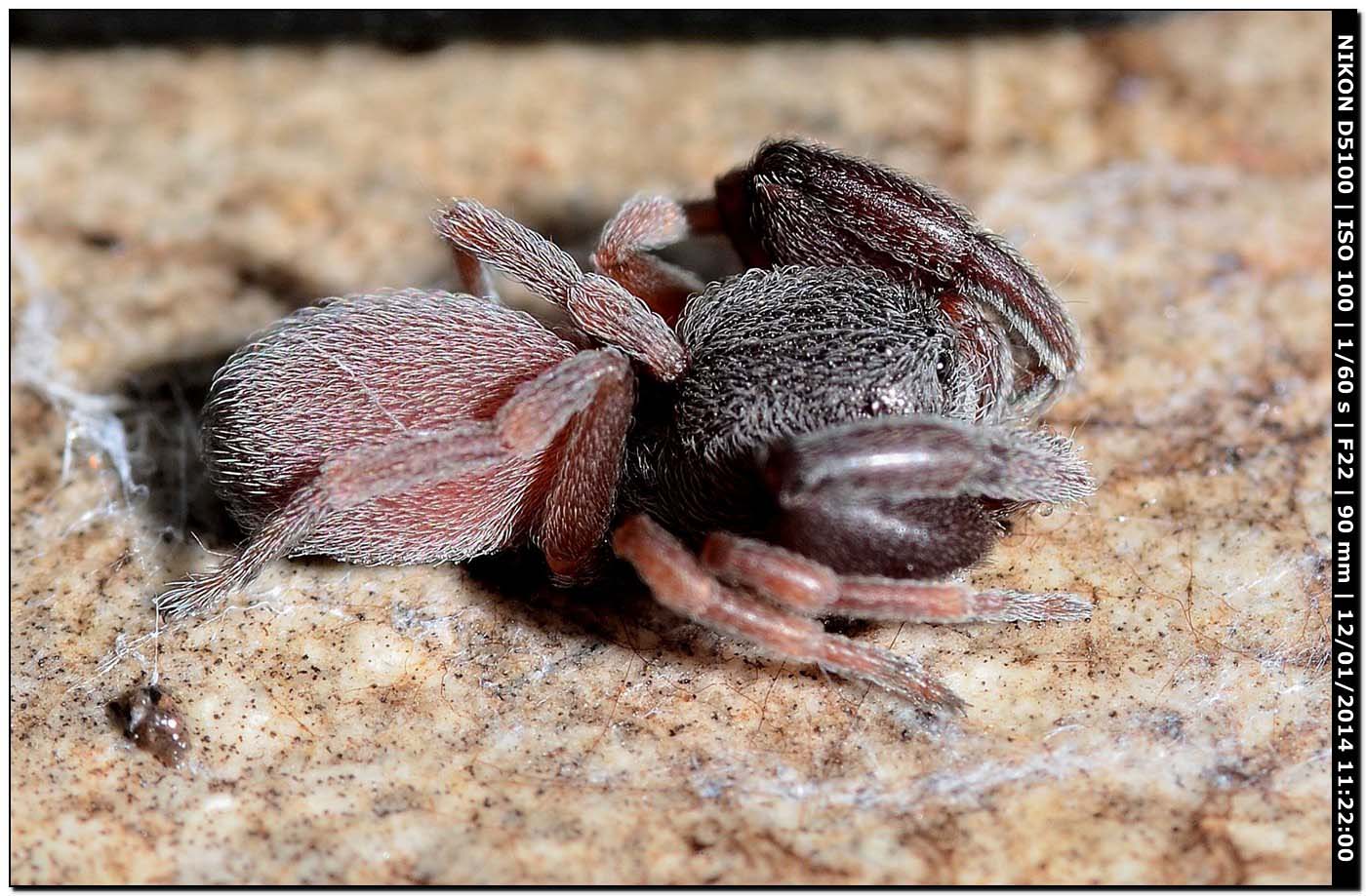 Palpimanus gibbulus - Alghero (SS)